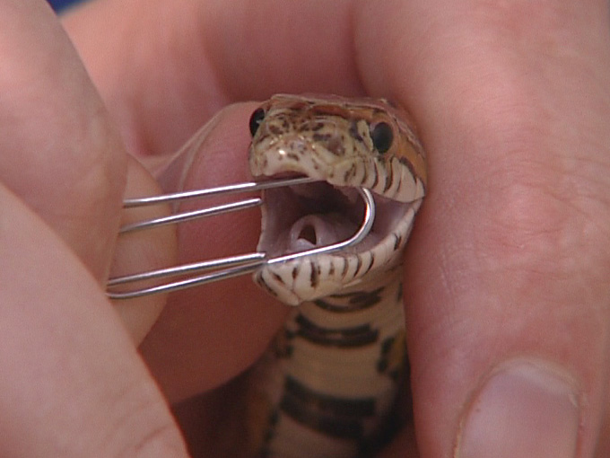 Snake_Glottis