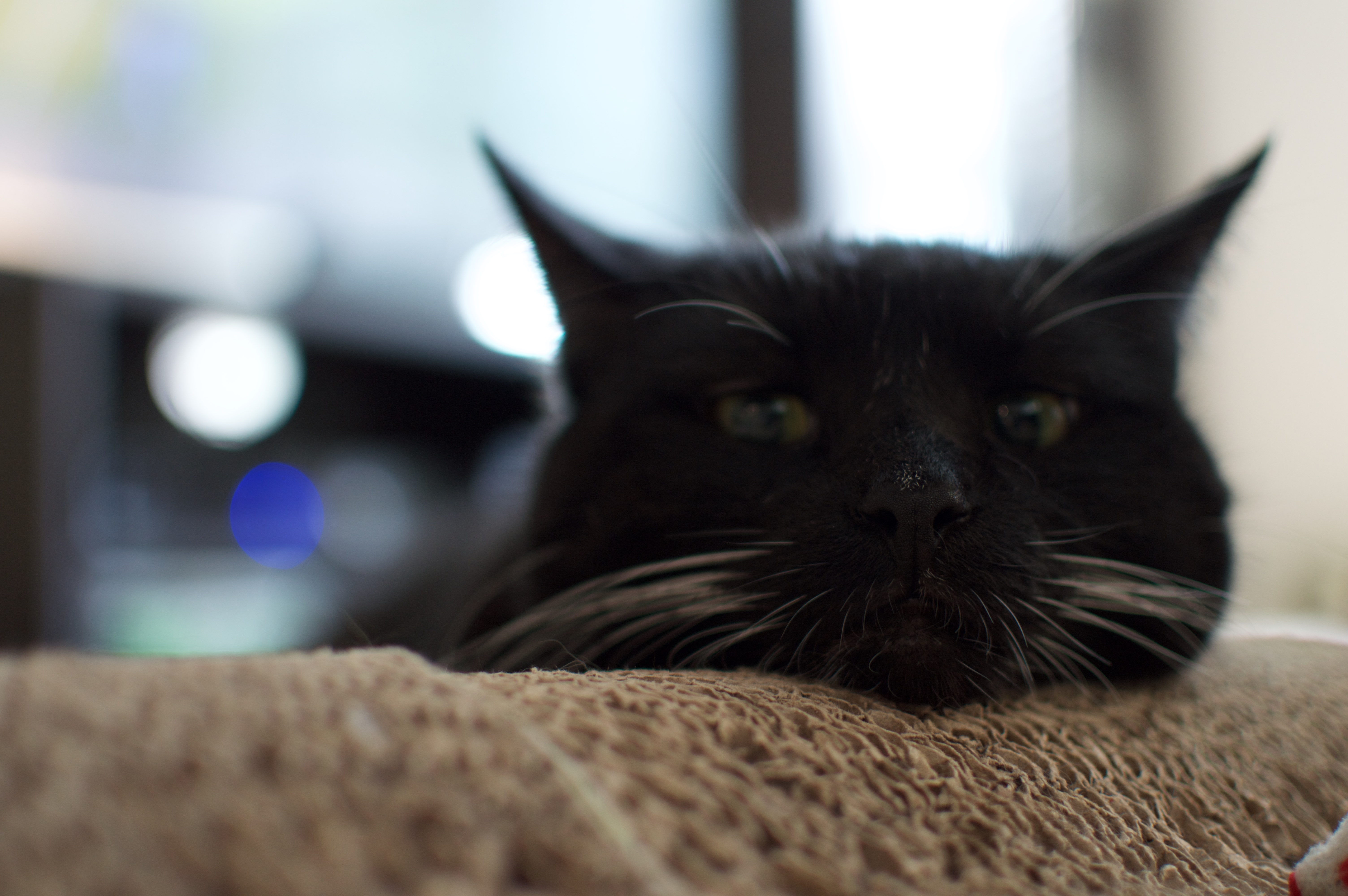 tiddles2-copy